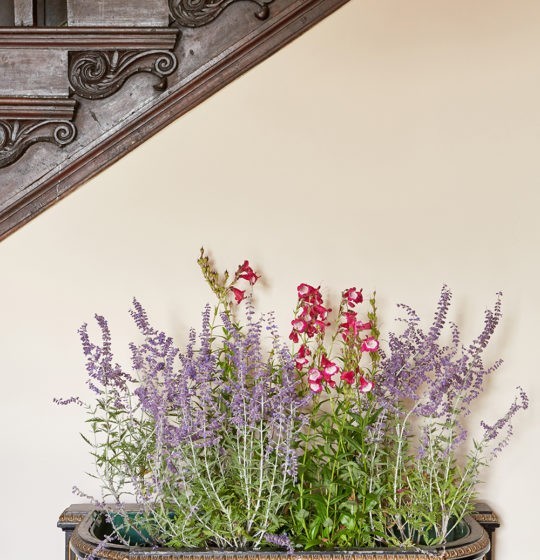 Lilac Pink Edward Bulmer Natural Paint