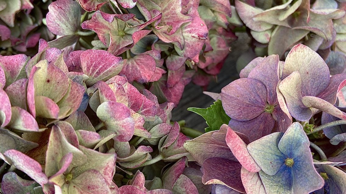 Nature - Multi Hydrangea