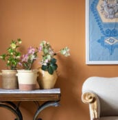 Herbarium, The Chatsworth Collection